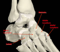 Midfoot Bones
