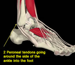 Peroneal Tendons